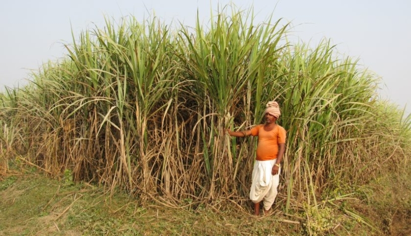 उखु खेतमै सुक्न थालेपछि किसान चिन्तित